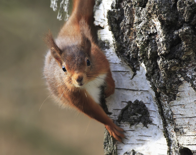 Red Squirrel on Tree