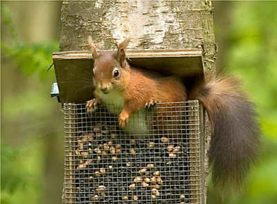 Red Squirrel Wallington