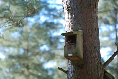 Squirrel asleep in birdbox