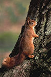 Female Squirrel