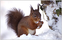 Red Squirrel